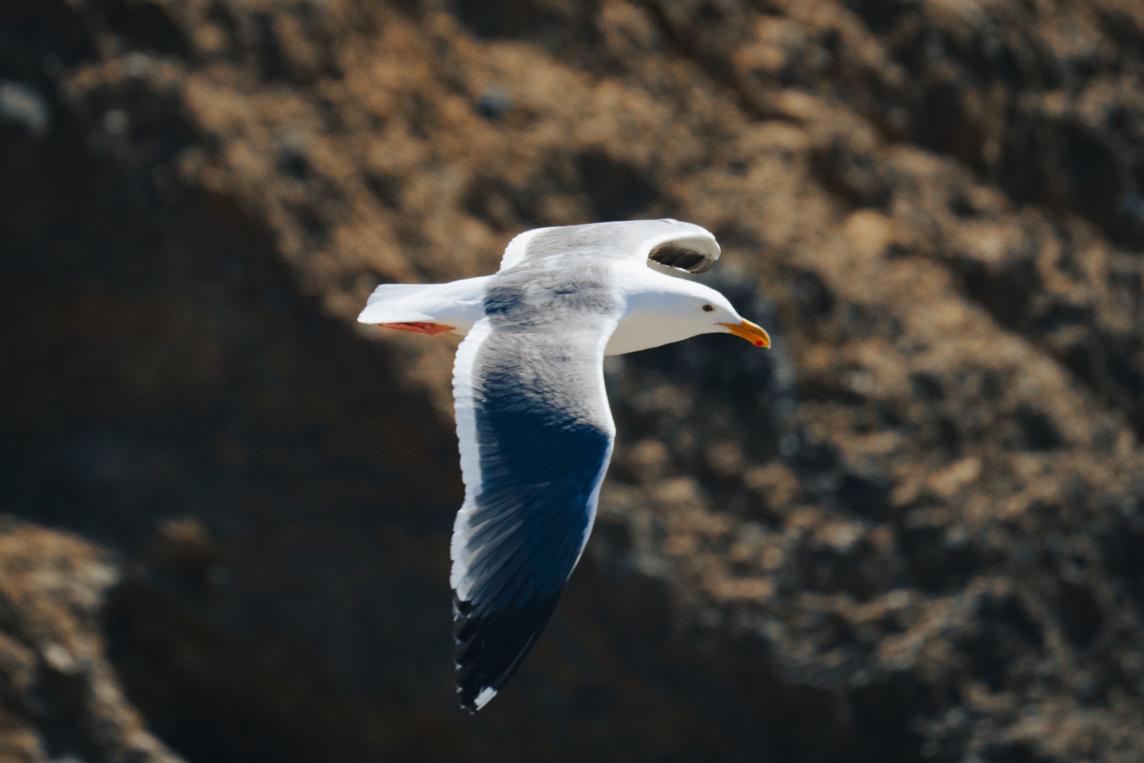 Seagull